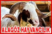 Alagöz Hayvancılık – Canlı Hayvan Alım Satım