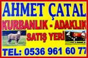 Çatal Hayvancılık – Büyükbaş Küçükbaş Hayvan