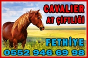 Fethiye Cavalier At Çiftliği – Horse Ranch & Riding