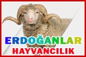 Erdoğanlar Hayvancılık – Canlı Hayvan Ticareti