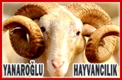 Yanaroğlu Hayvancılık – Canlı Hayvan Ticareti